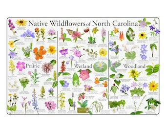 Pode incluir: Um gráfico colorido intitulado "Flores silvestres nativas da Carolina do Norte" com ilustrações de flores silvestres classificadas por habitat: pradaria, zonas húmidas e floresta. Cada flor é etiquetada com o seu nome comum, nome científico e época de floração.