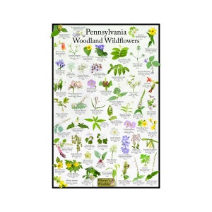 Guía de campo de flores silvestres del bosque de Pensilvania / Impresión de póster de identificación de flores del estado / Proporcionar identificación con imagen para flores comunes en los bosques