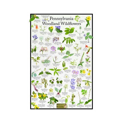Pennsylvania Woodland Wildflower Field Guide / State Flower Etsy