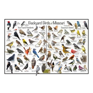 Póster de identificación de aves de Backyard Birds of Missouri dividido por residentes durante todo el año y visitantes de temporada / Guía de naturaleza para la observación de aves