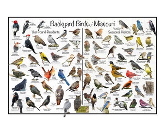 Backyard Birds of Missouri Bird Identification Poster Divided by Year-round Residents & Seasonal Visitors / Birdwatching Nature Guide