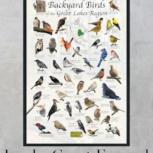 Backyard Birds of the Great Lake Region North America Bird ...