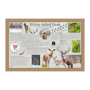 Venado de cola blanca (Odocoileus virginianus) Póster educativo de naturaleza con hechos e imágenes / Pósters de animales salvajes / Guía de naturaleza para niños