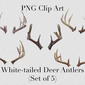 Weißwedelhirsch Big Buck Geweih Tier Clip Art (5er Set) PNG Clipart mit transparentem Hintergrund Photoshop Overlays. Werbung