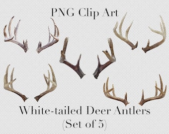 White Tailed Deer Big Buck Antlers Animal Clip Art (Set of 5) PNG Clipart with transparent background Photoshop Overlays. Advertising