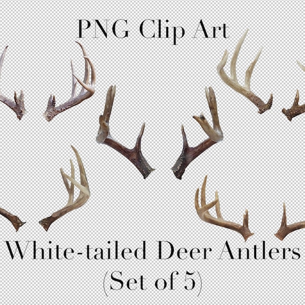 White Tailed Deer Big Buck Antlers Animal Clip Art (Set of 5) PNG Clipart with transparent background Photoshop Overlays. Advertising