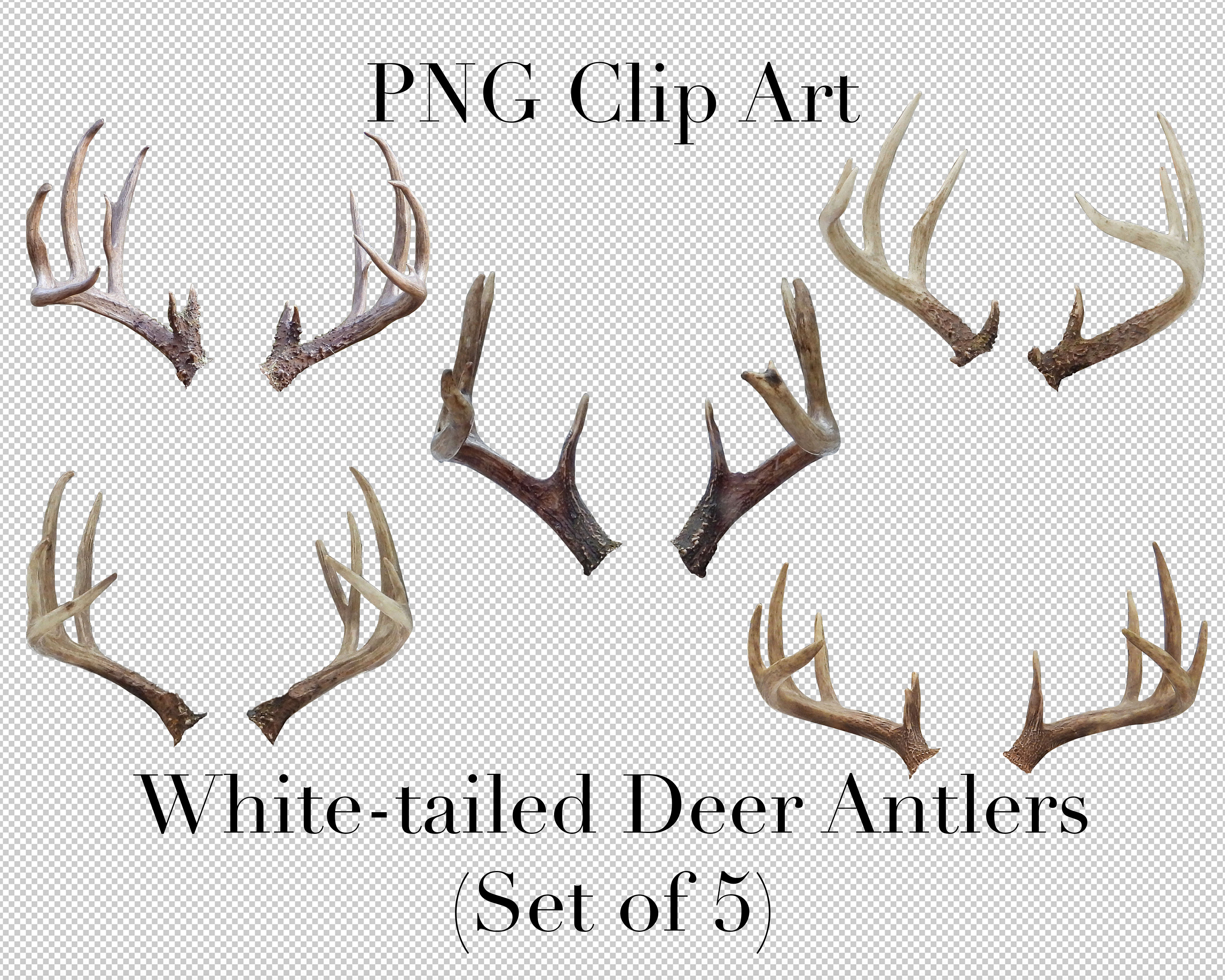 White Tailed Deer Big Buck Antlers Animal Clip Art set of 5 - Etsy Denmark White Tailed Deer Big Buck Antlers Animal Clip Art set of 5 - Etsy Denmark