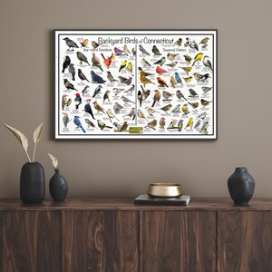 Backyard Birds of Connecticut Bird Identification Poster Divided Into ...