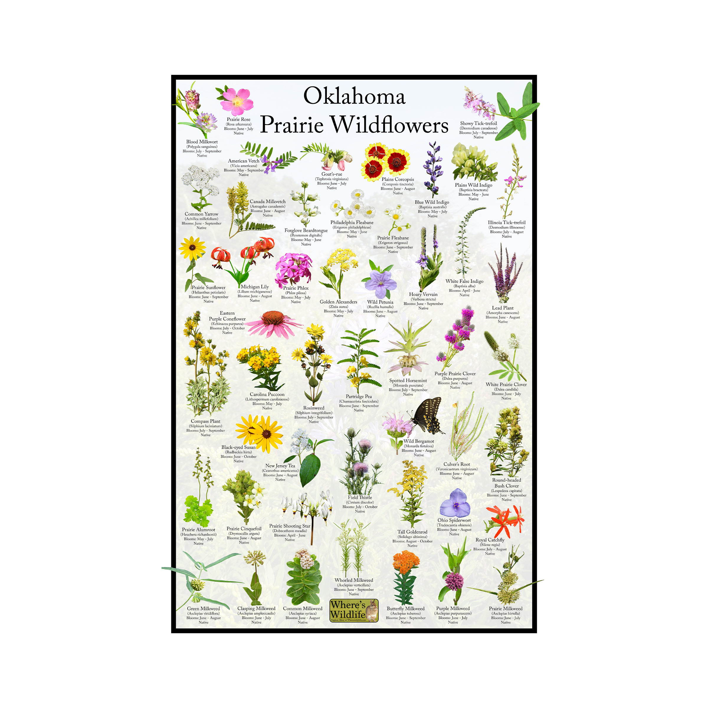 Oklahoma Prairie Wildflower Poster / State Flower Guide Providing ...