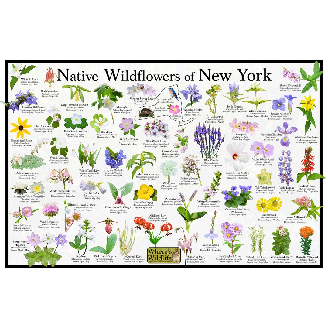 (未使用･未開封品)Wildflower Tour: Live in New York [DVD] Amazon.com: Wildflower Tour: Live In New York [DVD] : Sheryl Crow