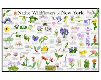 Native Wildflowers of New York / State Flower Field Guide Providing Picture Identification / Flower ID Poster / Prairie & Woodland Flowers
