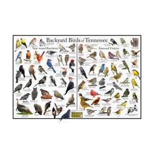 Backyard Birds of Tennessee Bird Identification Poster Divided into Year-round Residents and Seasonal Visitors / Birdwatching Nature Guide