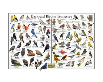 Backyard Birds of Tennessee Bird Identification Poster Divided into Year-round Residents and Seasonal Visitors / Birdwatching Nature Guide