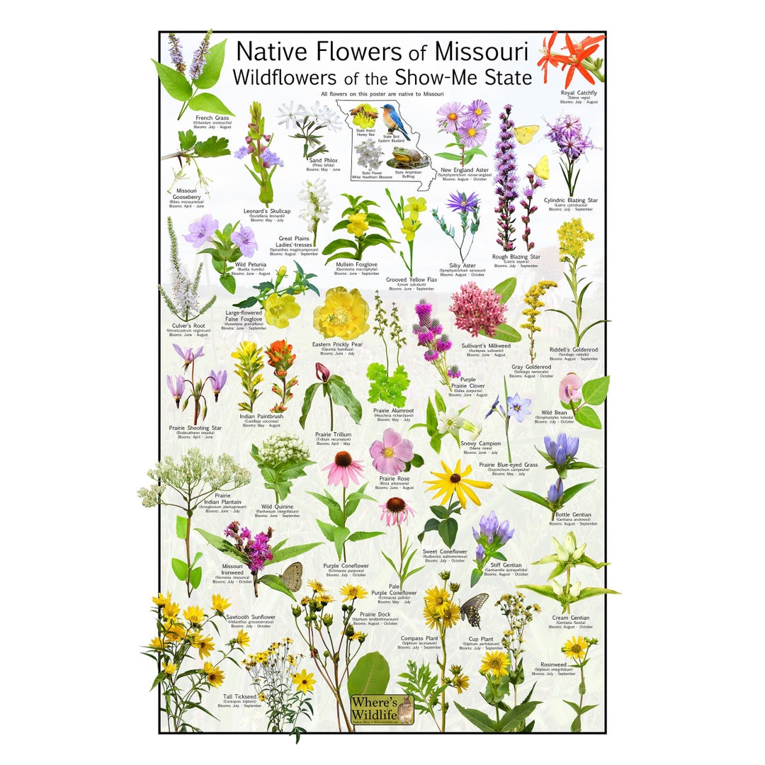 Native Wildflowers of Missouri Wildflowers of the Showme State A