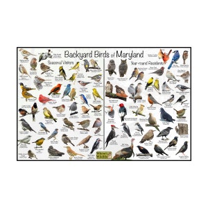 Backyard Birds of Maryland Bird Identification Poster / Divided into Year-round Residents and Seasonal Visitors / Birdwatching Nature Poster