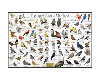 Backyard Birds of Maryland Bird Identification Poster / Divided into Year-round Residents and Seasonal Visitors / Birdwatching Nature Poster