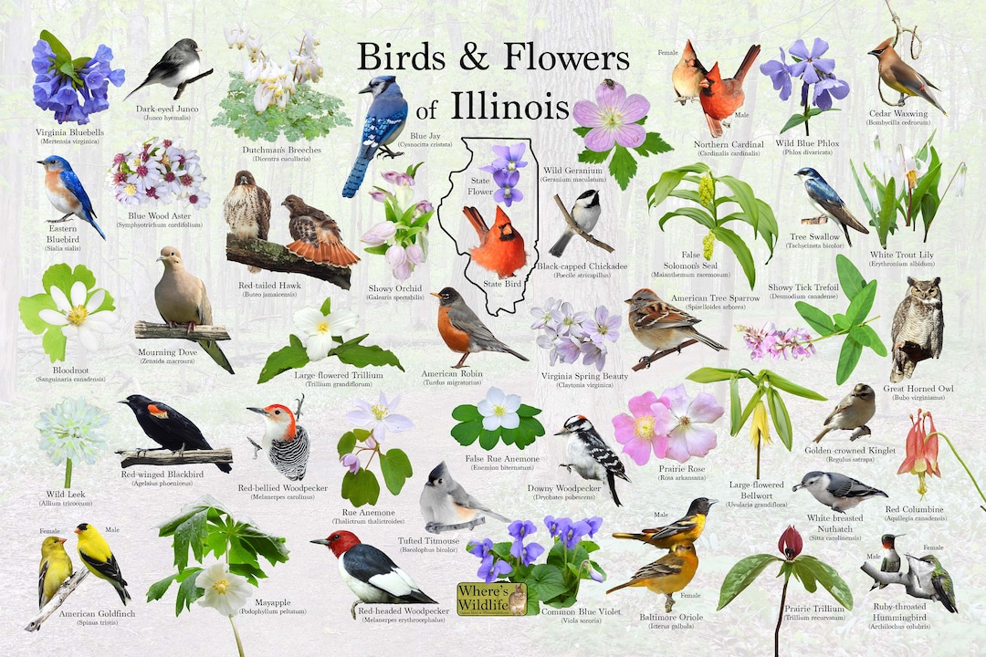 Birds and Flowers of Illinois Poster Print / State Flower & Bird Guide ...