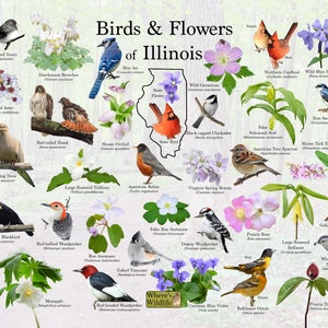 Impresión de póster de pájaros y flores de Illinois / Guía estatal de flores y pájaros que proporciona identificación con imagen