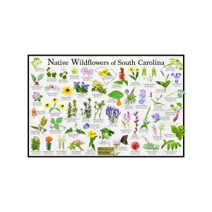 Native Wildflowers of South Carolina / Flower Field Guide Providing Picture Identification / Flower ID Poster / Flower Photography