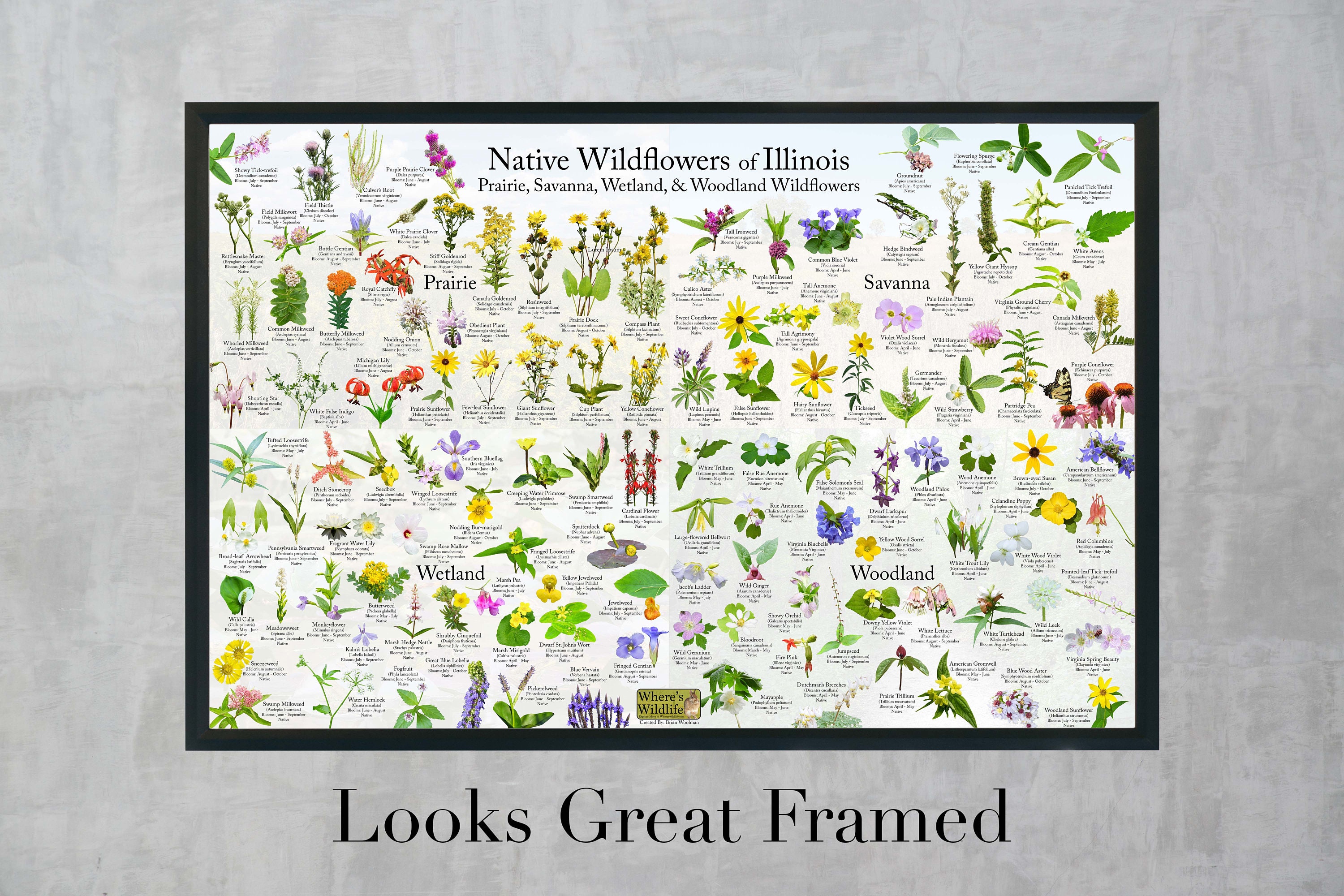 Native Wildflowers of Illinois / Plant and Flower Etsy