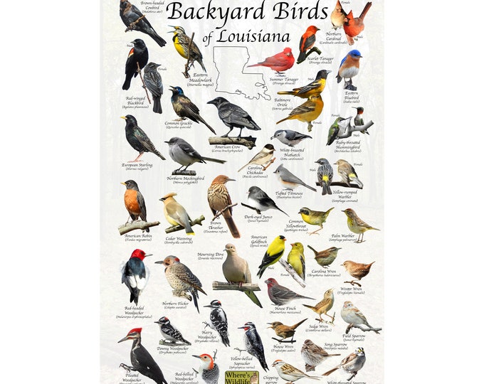 Birds of Louisiana Backyard Birding Identification Poster / Bird ID Field Guide / Bird Watching / Nature Poster