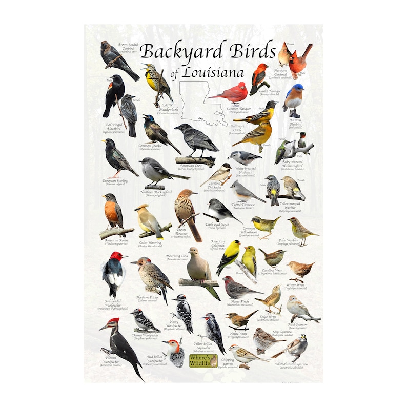 Birds of Louisiana Backyard Birding Identification Poster / Bird ID ...
