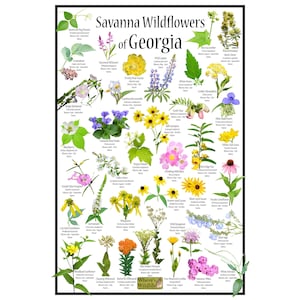 Afiche de flores silvestres de la sabana de Georgia / Guía de flores estatales que ofrece identificación de flores con foto, nombre y época de floración / Afiche de identificación de flores