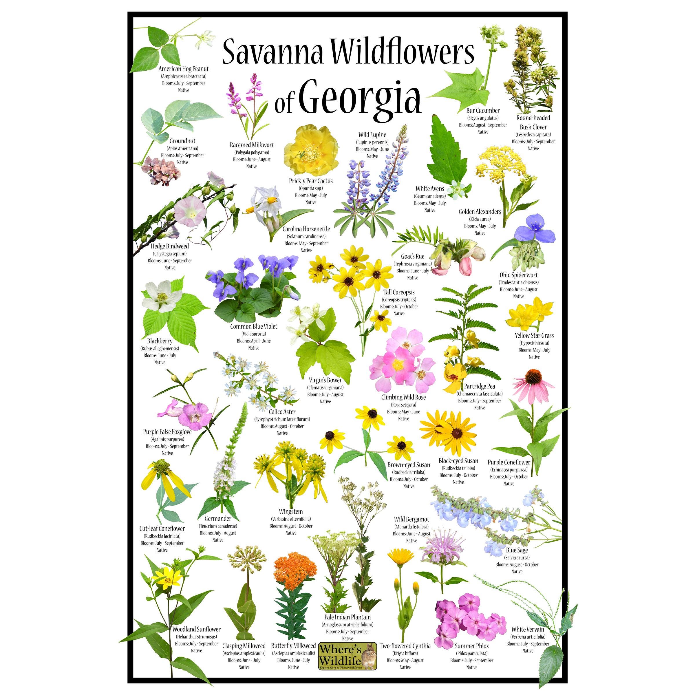 Savanna Wildflowers of Georgia Poster / State Flower Guide