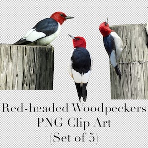 Rotkopf Specht Vogel Cutouts 5er Set PNG Clipart mit transparentem Hintergrund Photoshop Overlays. Werbung, Banner, Bildung, etc