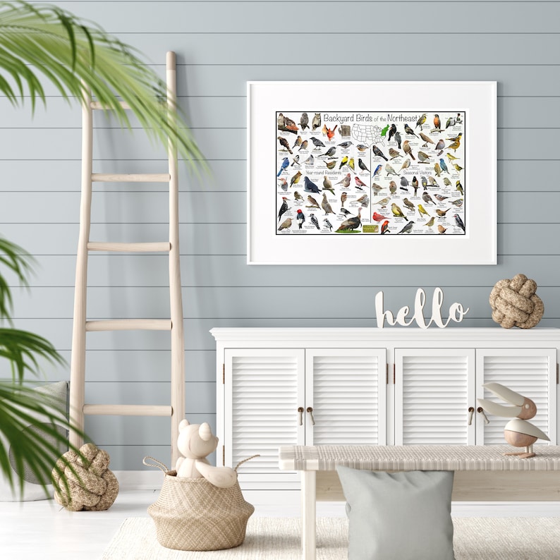 Backyard Birds of the Northeast Bird Identification Poster Divided Into ...