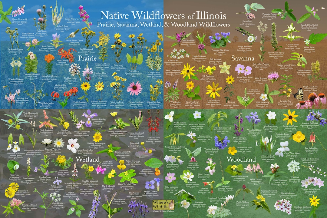 Native Wildflowers of Illinois / Plant and Flower Identification Poster