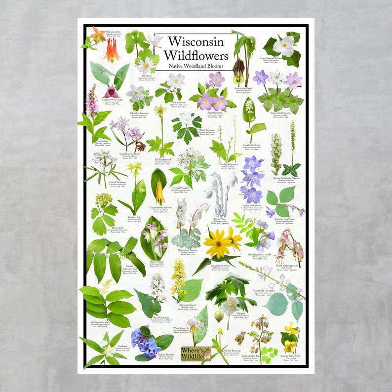Wisconsin Wildflowers - Native Woodland Blooms Poster | Wisconsin ...