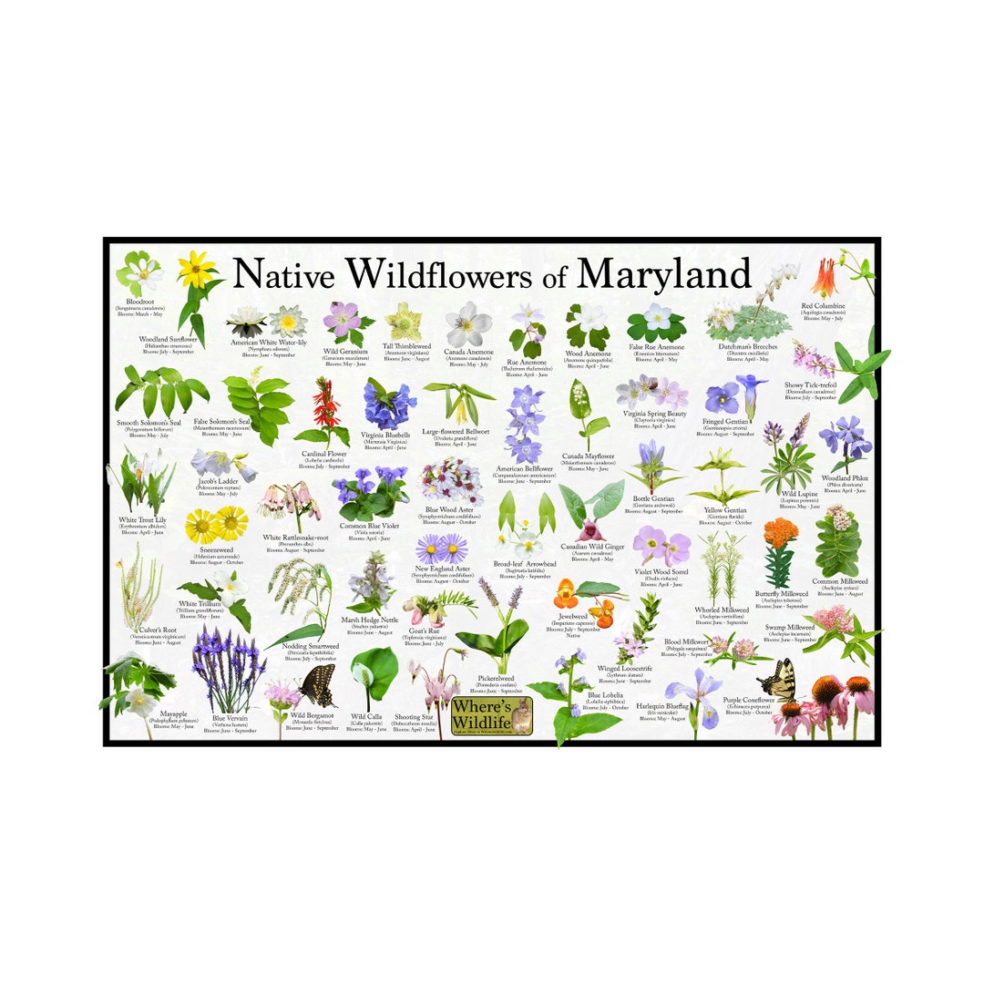 Native Wildflowers of Maryland / State Flower Field Guide Providing ...