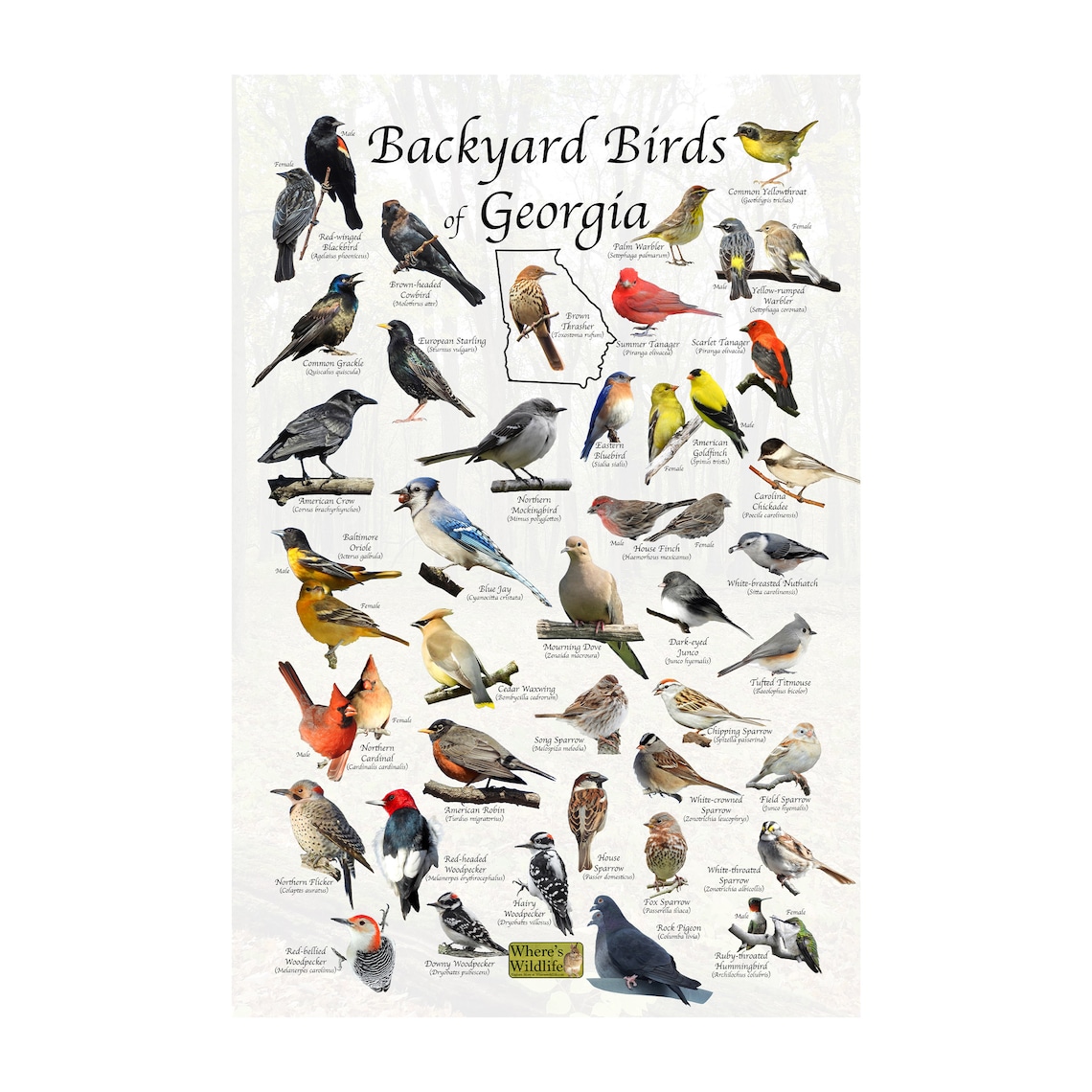 Backyard Birds of Bird Identification Poster Print / Etsy