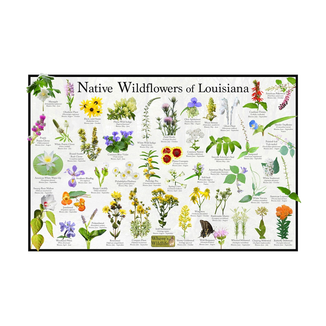 native-wildflowers-of-louisiana-flower-identification-poster-state