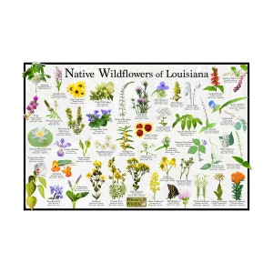 Flores silvestres nativas de Luisiana Afiche de identificación de flores / Guía de campo de flores del estado que proporciona identificación con foto, nombre y tiempo de floración
