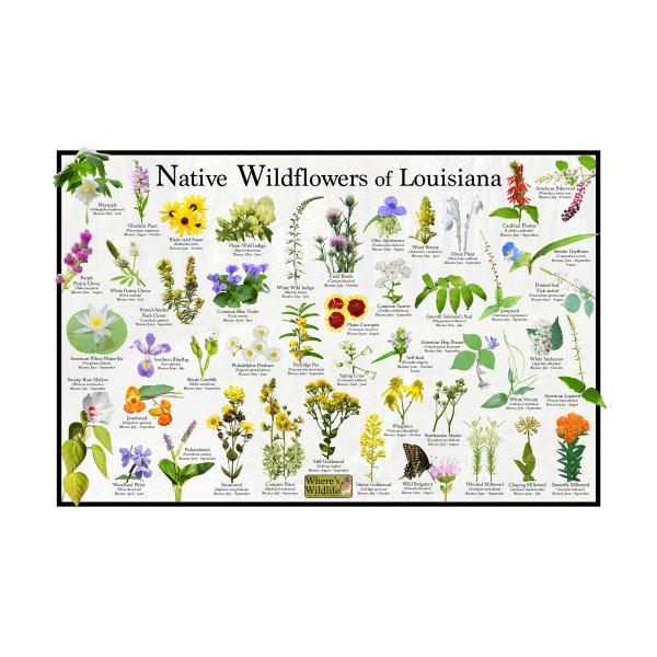 Native Plants Louisiana Etsy