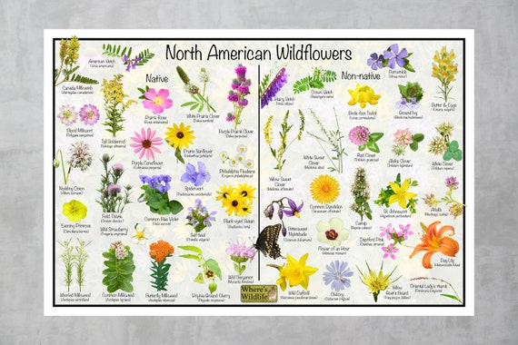 North American Wildflower Nature Poster / Provides Picture