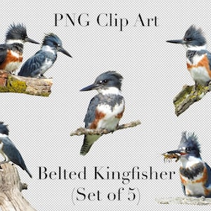 Gürteltier Eisvogel 5er Set PNG Clipart mit transparentem Hintergrund Photoshop Overlays. Werbung, Banner, Bildung, Projekt
