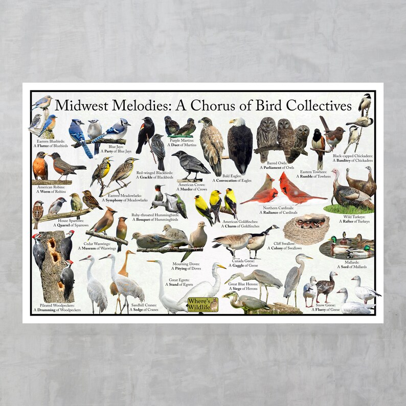 Collactive Names Midwest Melodies: A Chorus of Bird Collectives Poster - Captivating ...