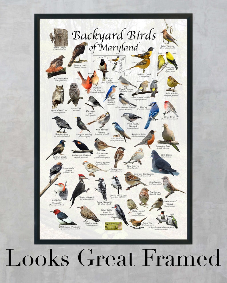 Backyard Birds of Maryland Bird Identification Poster / Bird Field ...