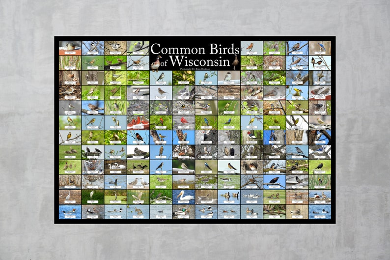 Common Birds of Wisconsin Nature Collage Bird Poster / Contains 136 ...