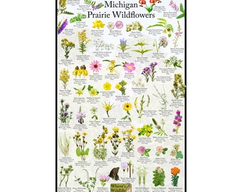 May include: A colorful illustrated poster featuring a variety of Michigan prairie wildflowers. The poster includes the name and a small illustration of each flower. The poster is titled "Michigan Prairie Wildflowers".