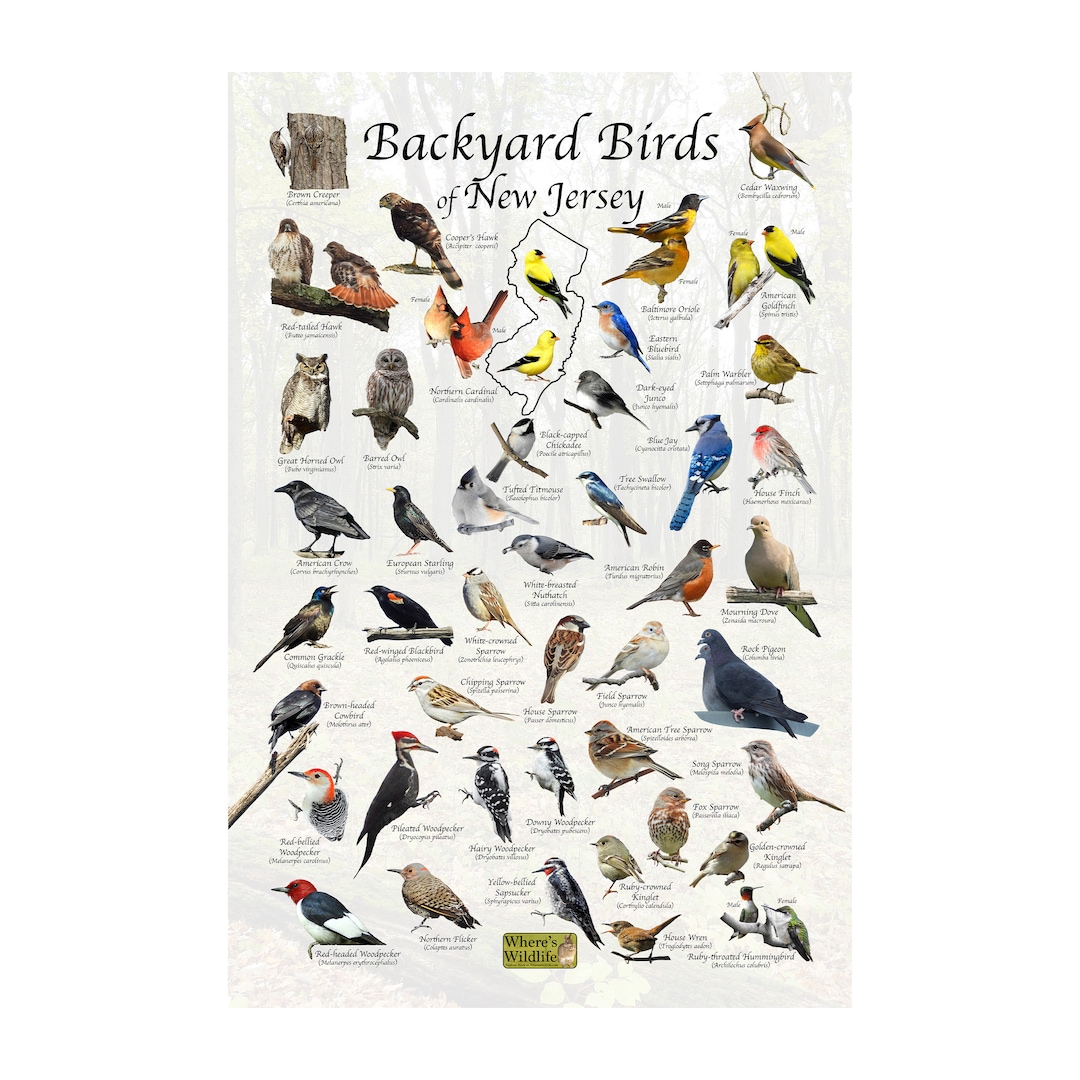 Birds of New Jersey Backyard Bird Identification Poster / Field Guide ...