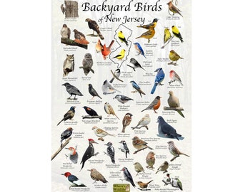 Birds of New Jersey Backyard Bird Identification Poster / Field Guide For Birds at the Feeder / Bird Watching / Nature Poster