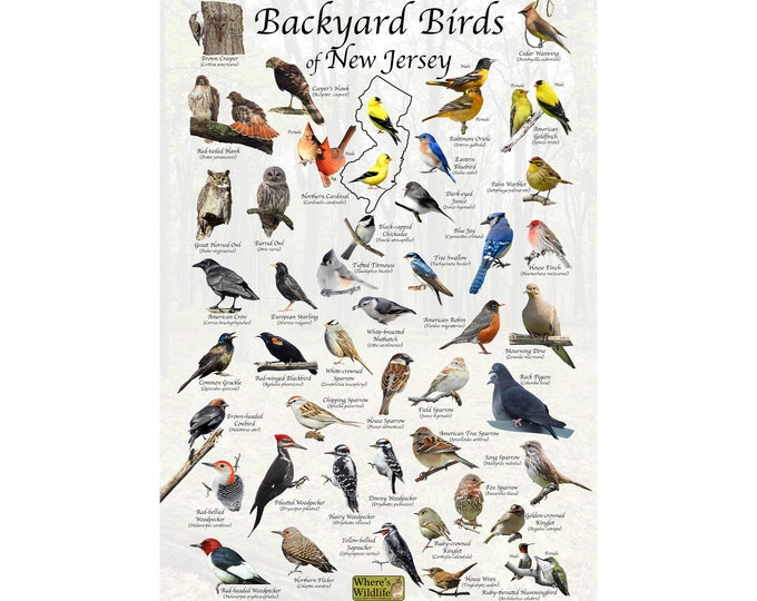 Birds of New Jersey Backyard Bird Identification Poster / Field Guide For Birds at the Feeder / Bird Watching / Nature Poster