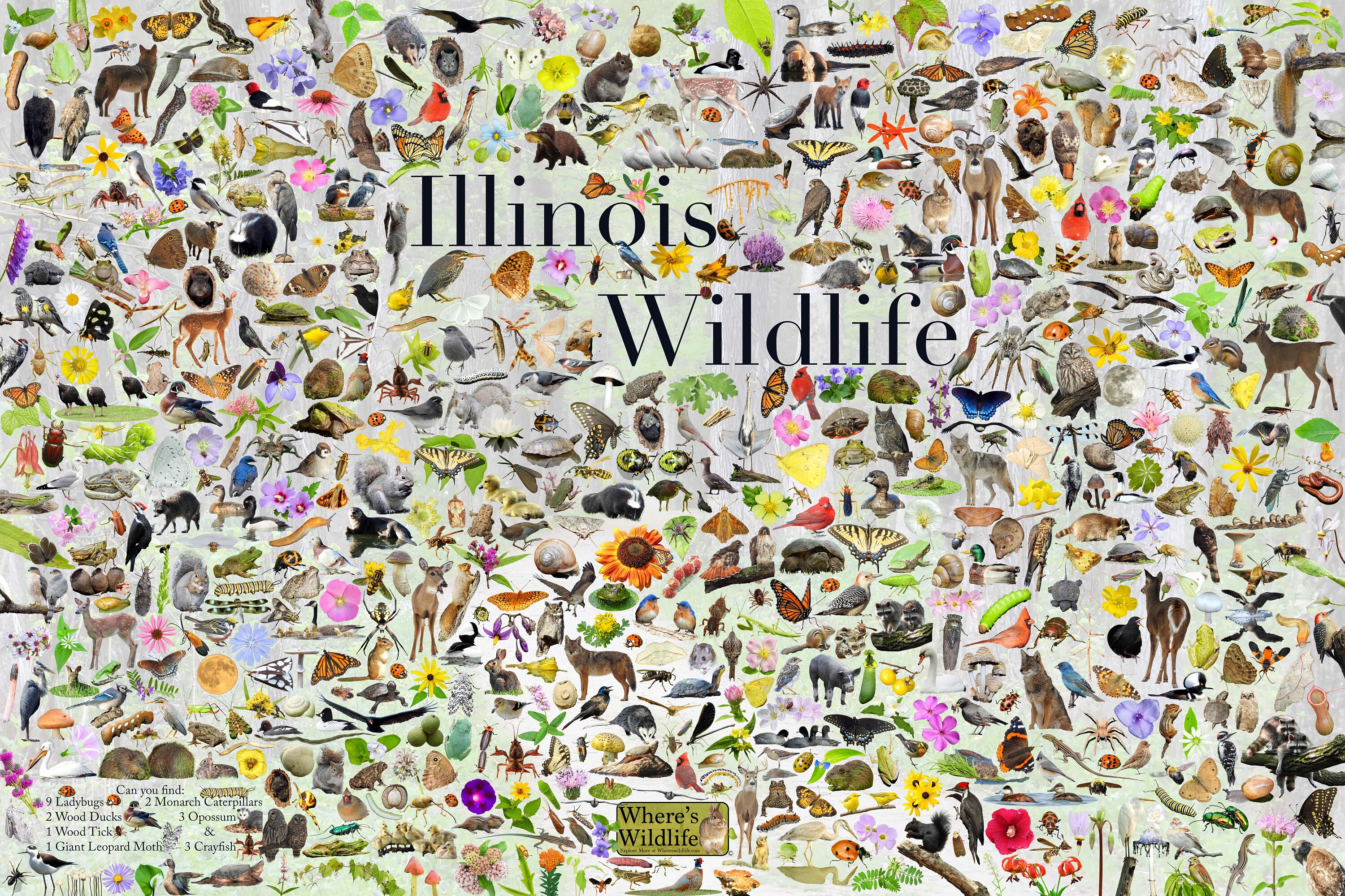 Illinois Wildlife Nature Collage Poster Print Contains 700 Photos of Various Birds, Insects, Mammals, Amphibians, Reptiles, Flowers and More