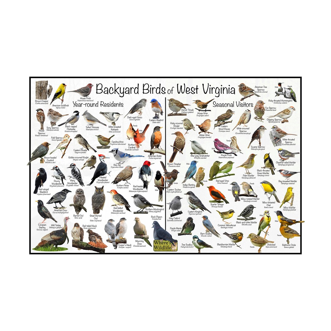 Backyard Birds of West Virginia Bird Identification Poster Divided Into