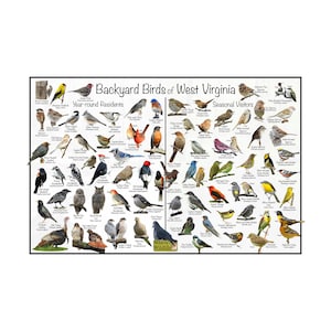 Póster de identificación de aves de Backyard Birds of West Virginia dividido en residentes durante todo el año y visitantes de temporada / Guía de naturaleza para la observación de aves