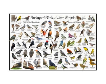 Póster de identificación de aves de jardín de Virginia Occidental dividido en residentes permanentes y visitantes estacionales / Guía de observación de aves en la naturaleza